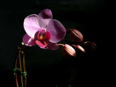 orchidea