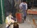 presepe2004_38